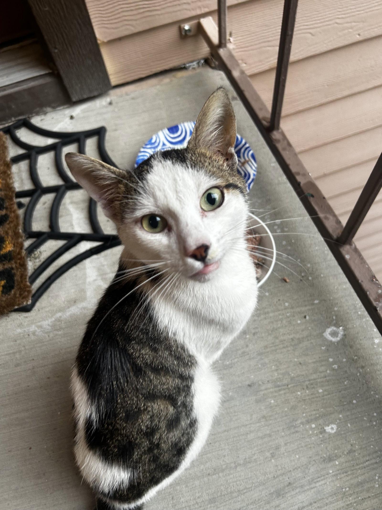 Enlarge Aloysius, a Adopted mixed breed in MONTGOMERY, TX image 1/2