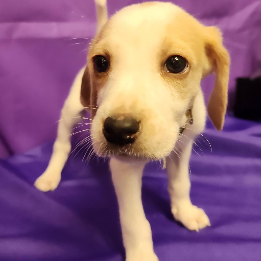 Enlarge Rigby, a Adoptable mixed breed in North Myrtle Beach, SC image 2/2