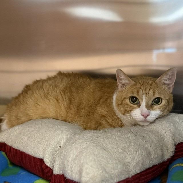 Harriet, Adoptable, Adult Female Domestic Short Hair & Domestic Short Hair.