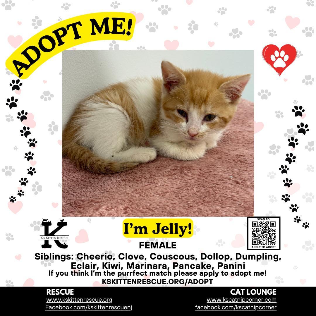 Jelly, ADOPTABLE, Kitten Female Domestic Short Hair.