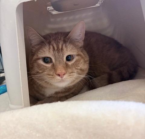 Enlarge Nutmeg, a Adoptable mixed breed in Ogdensburg, NY image 1/1