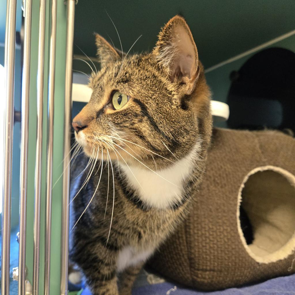 Cat for adoption Buster, a Domestic Short Hair in Morrisville, VT