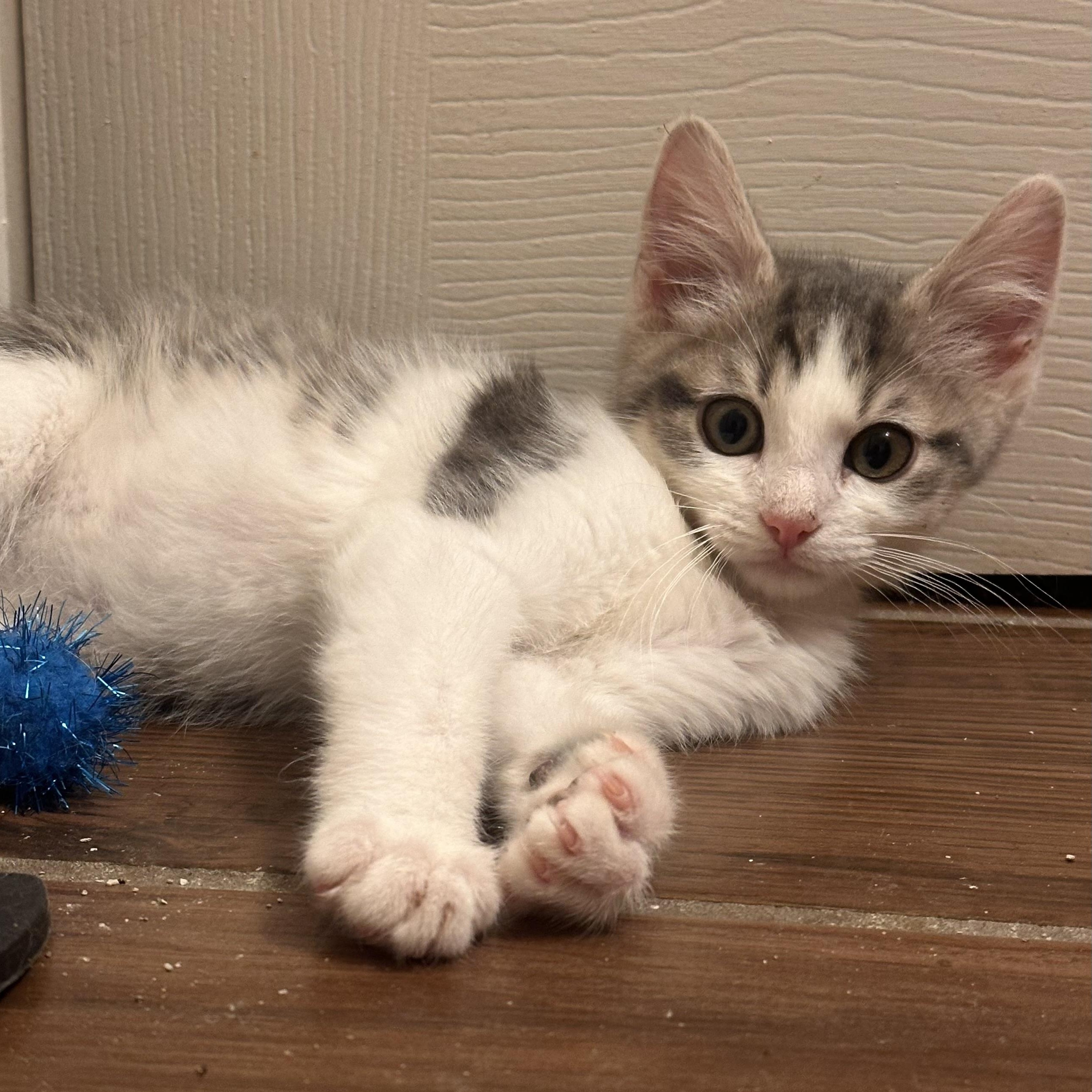 Enlarge Millie, a ADOPTABLE Domestic Short Hair in Lexington, KY image 2/4