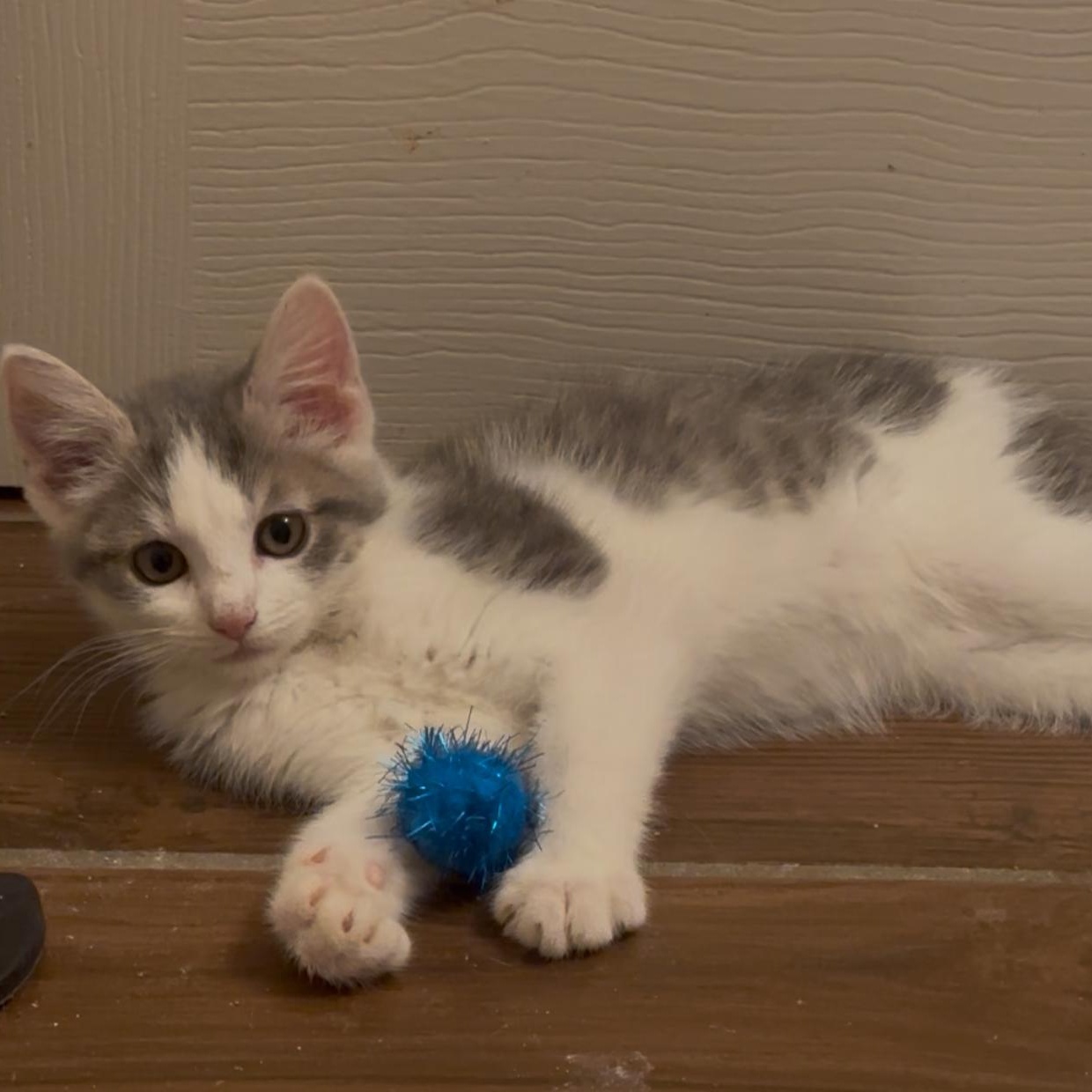 Millie, ADOPTABLE, Kitten Female Domestic Short Hair.