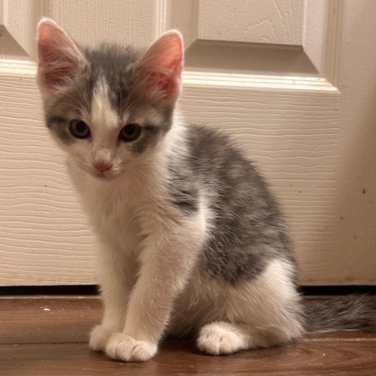 Enlarge Millie, a ADOPTABLE Domestic Short Hair in Lexington, KY image 3/4