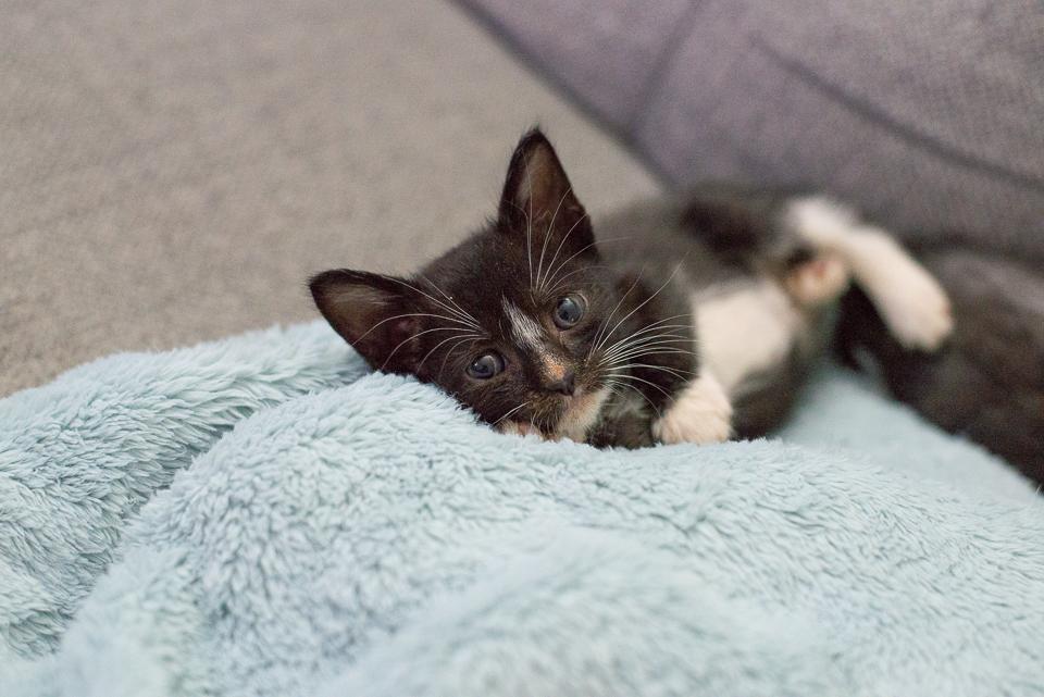 Enlarge Cake, a Adopted Domestic Short Hair in Alvin, TX image 5/5