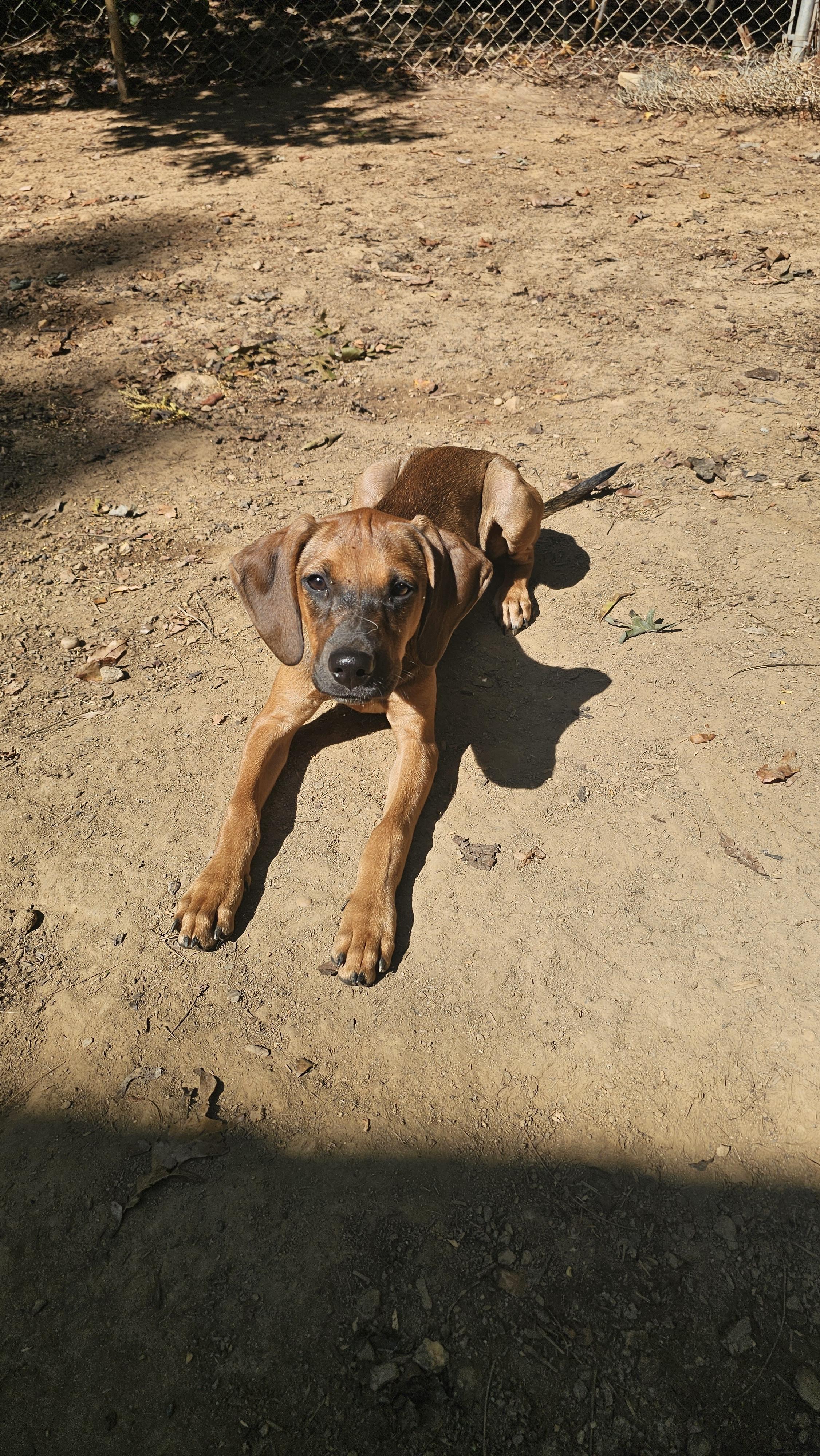 Sage photo
