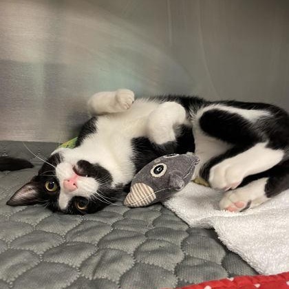 Enlarge Tucker and Thumbs, a ADOPTABLE mixed breed in Bellingham, WA image 5/6