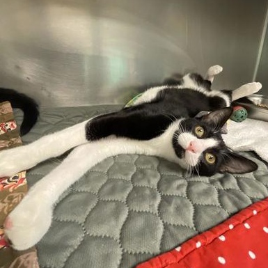 Enlarge Tucker and Thumbs, a ADOPTABLE mixed breed in Bellingham, WA image 6/6