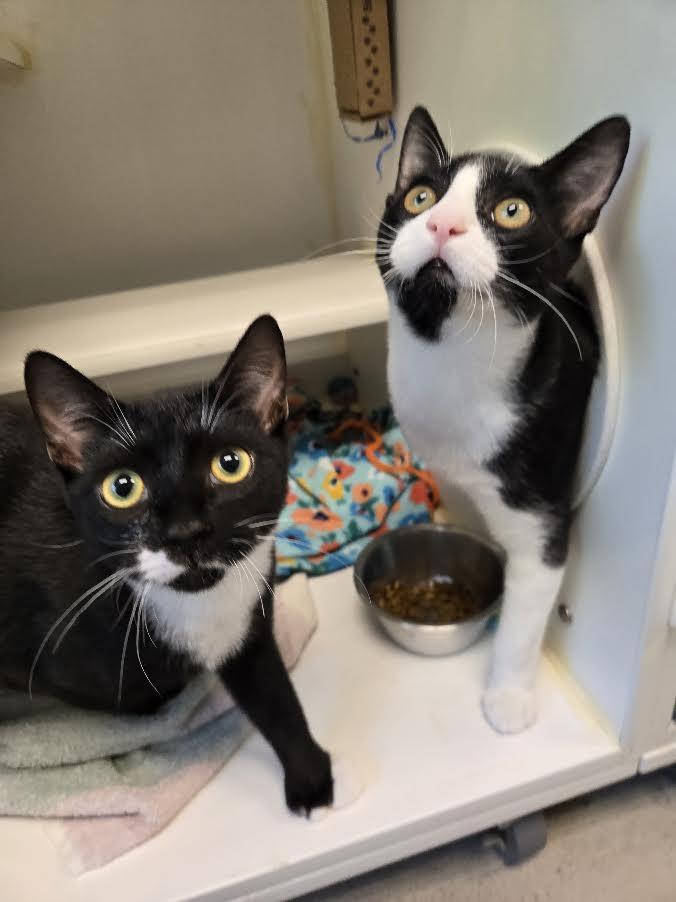Enlarge Tucker and Thumbs, a ADOPTABLE mixed breed in Bellingham, WA image 2/6