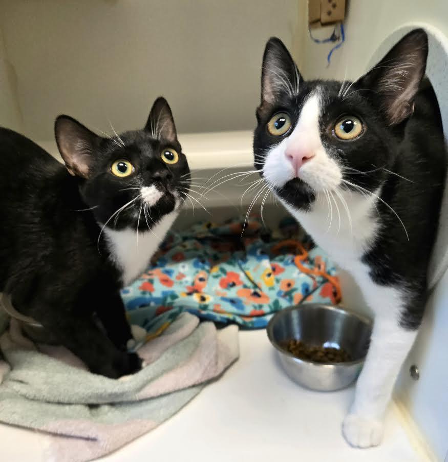 Photo of Tucker and Thumbs