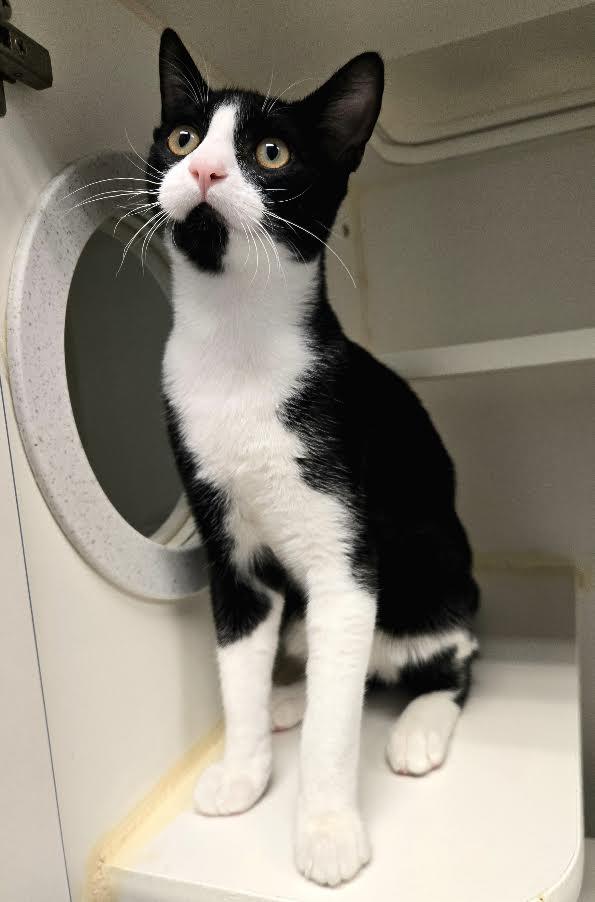 Enlarge Tucker and Thumbs, a ADOPTABLE mixed breed in Bellingham, WA image 3/6