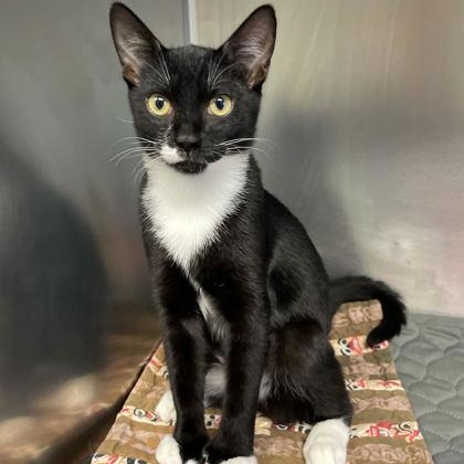 Enlarge Tucker and Thumbs, a ADOPTABLE mixed breed in Bellingham, WA image 4/6