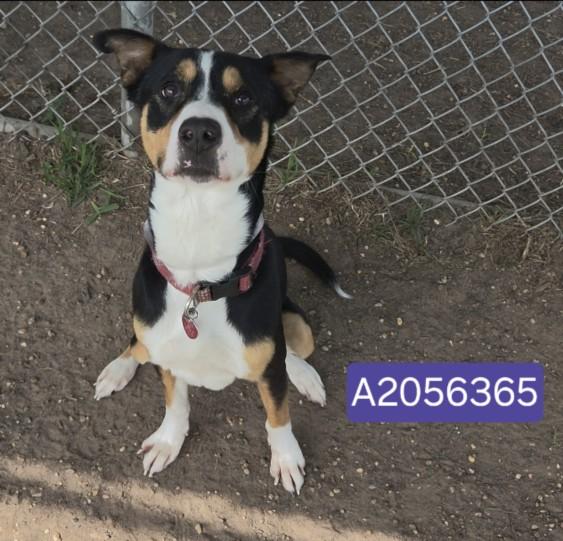 SOLITO — thumbnail 2