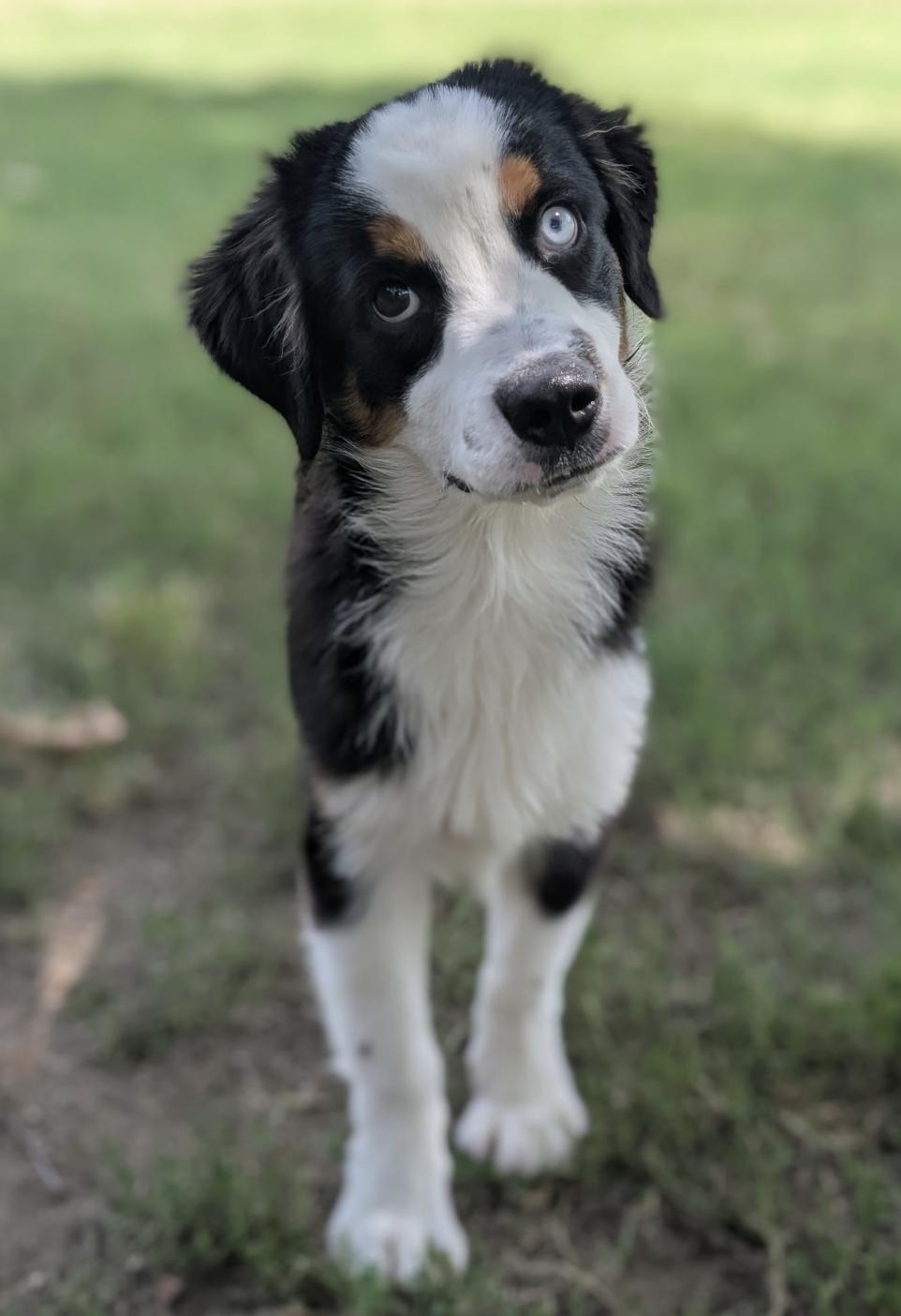 Enlarge Onyx, a Adoptable Australian Shepherd in Arlington, TX image 1/3
