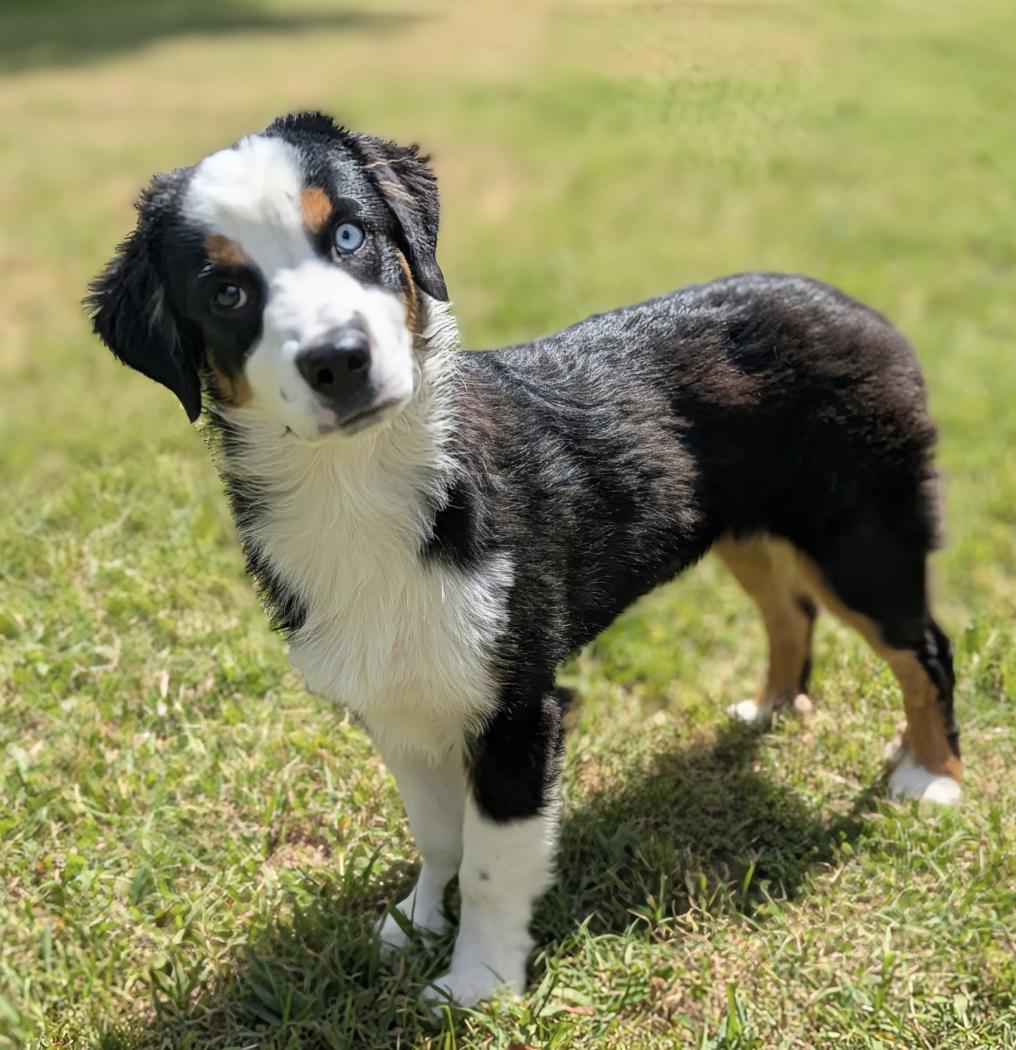Onyx, Adoptable, Puppy Male Australian Shepherd.