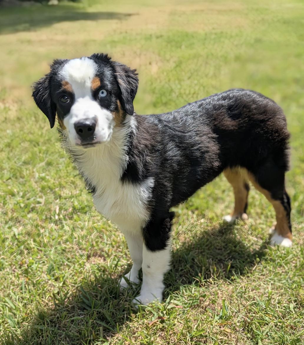 Enlarge Onyx, a Adoptable Australian Shepherd in Arlington, TX image 3/3