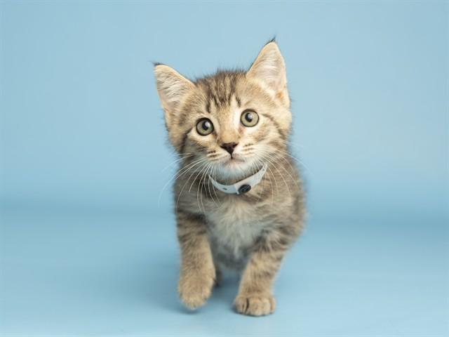 LARRY, Adoptable, Kitten Male Domestic Short Hair.