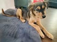 Pumpkin — thumbnail 2