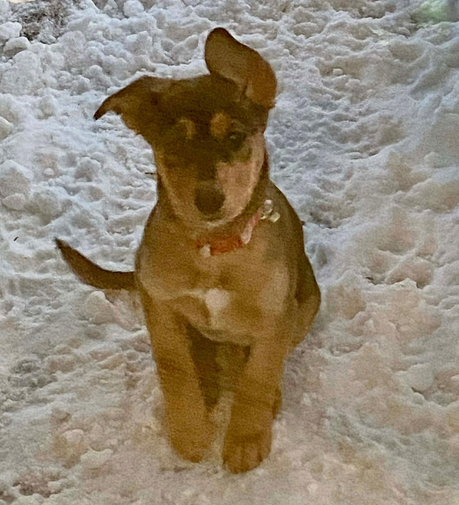 Pumpkin — thumbnail 3