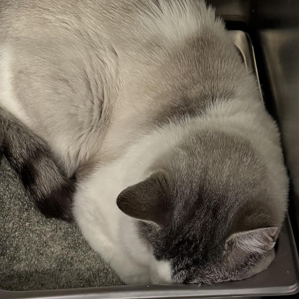 Plissken, Adoptable, Adult Male Domestic Short Hair.