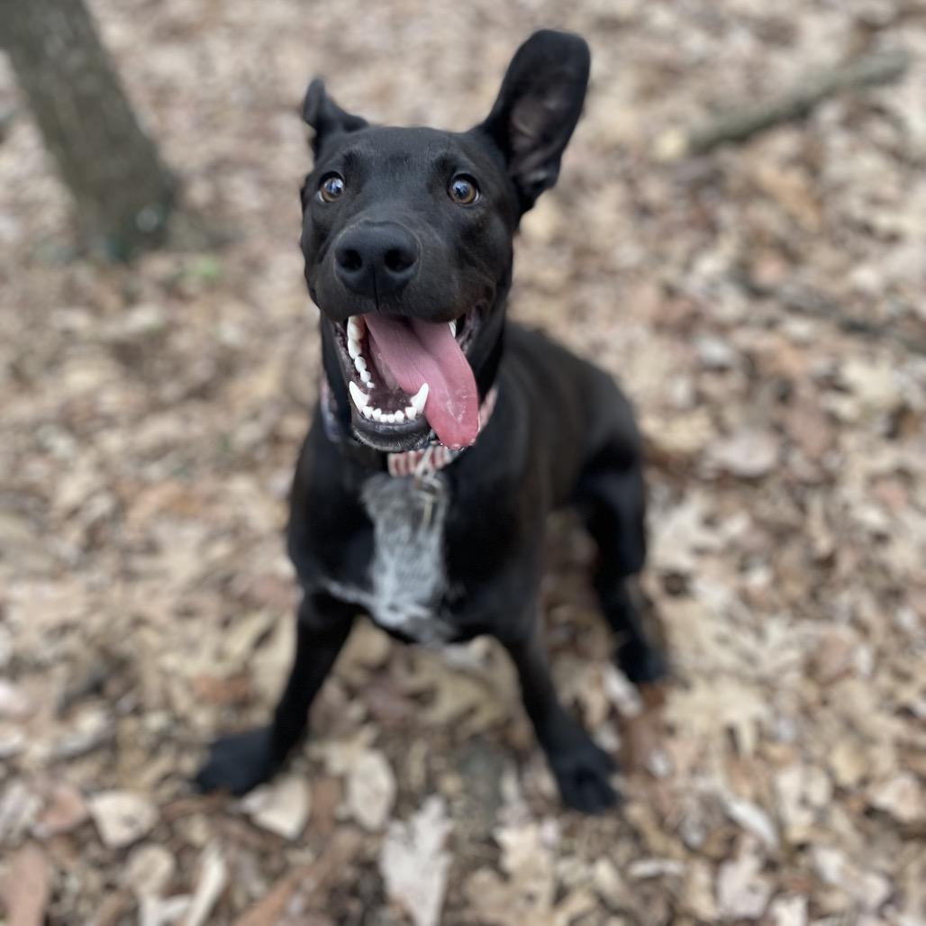 Enlarge Mojo, a Adoptable mixed breed in Nashville, TN image 1/6