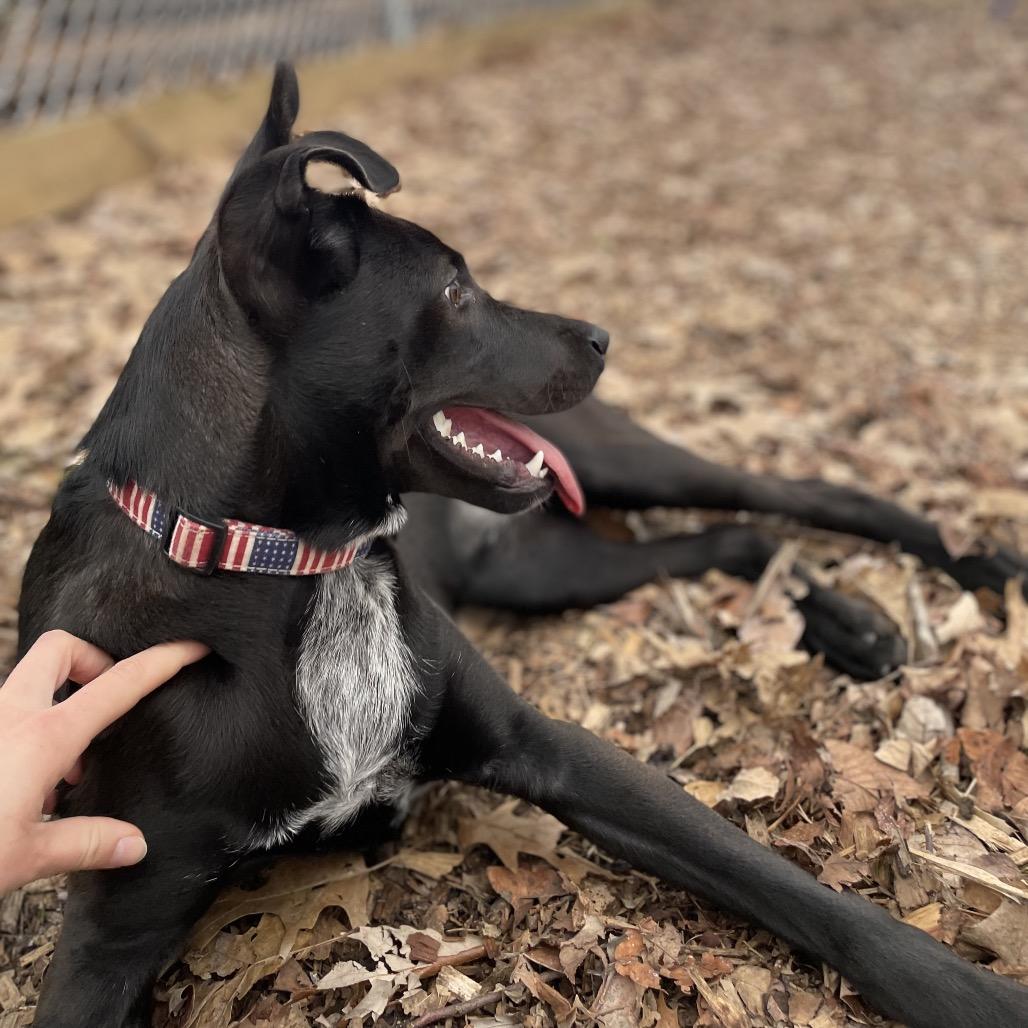Enlarge Mojo, a Adoptable mixed breed in Nashville, TN image 2/6