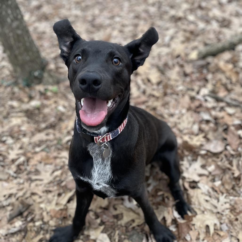 Enlarge Mojo, a Adoptable mixed breed in Nashville, TN image 3/6