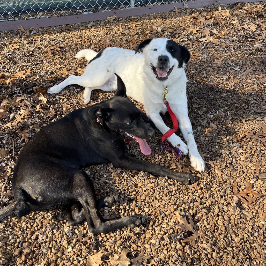 Enlarge Mojo, a Adoptable mixed breed in Nashville, TN image 4/6