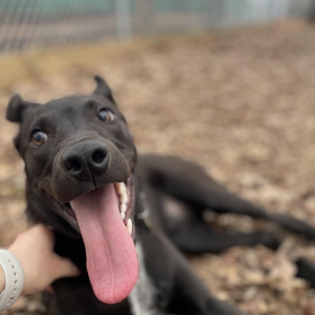 Enlarge Mojo, a Adoptable mixed breed in Nashville, TN image 5/6