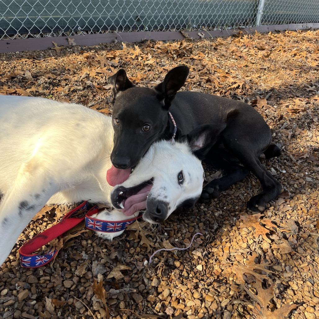 Enlarge Mojo, a Adoptable mixed breed in Nashville, TN image 6/6
