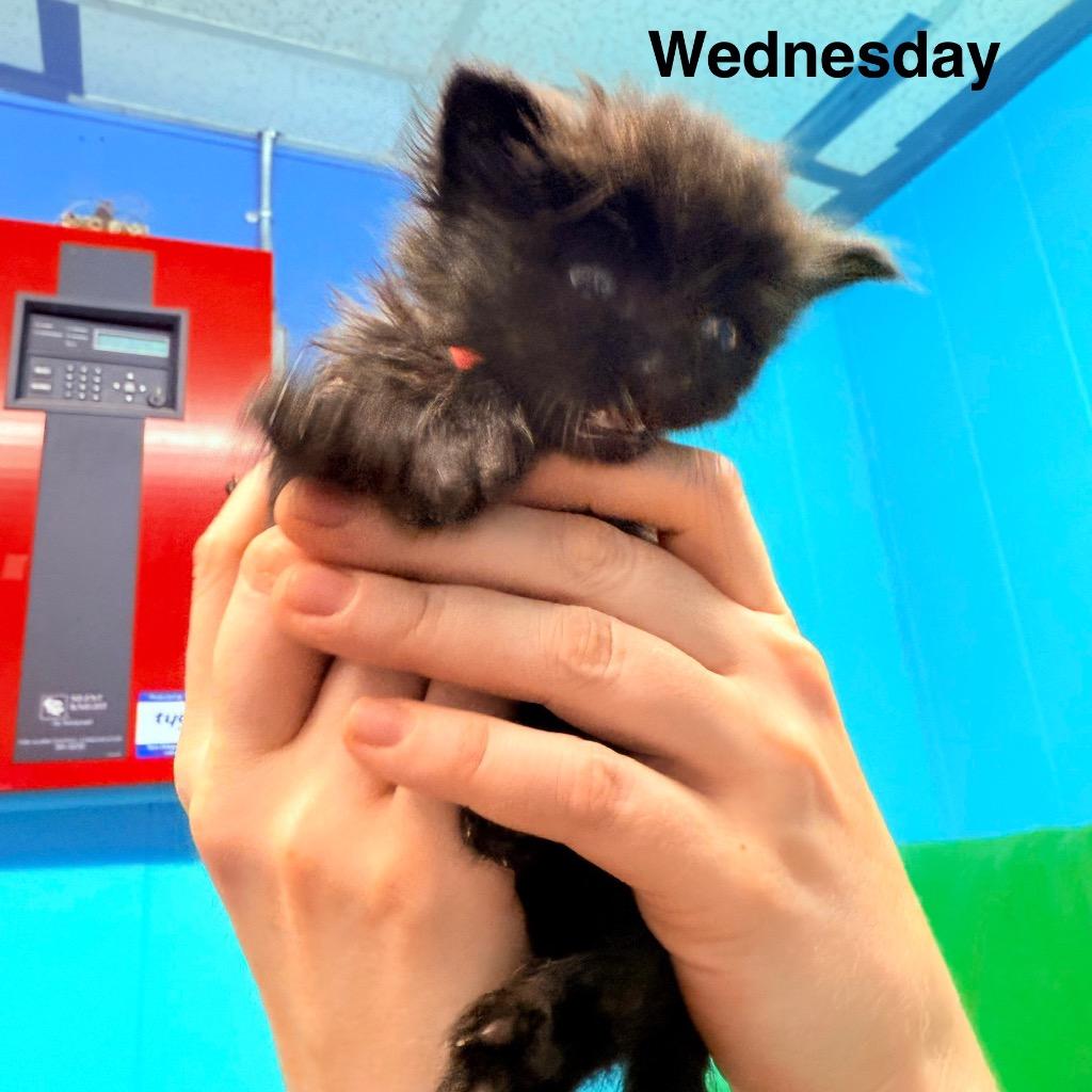 Wednesday, Adopted, Kitten Male Domestic Long Hair.