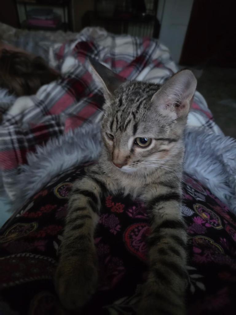 Enlarge Calloway, a Adopted Domestic Short Hair in Pocatello, ID image 2/2