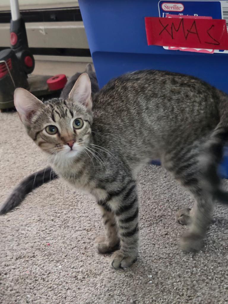 Calloway, Adopted, Kitten Male Domestic Short Hair.