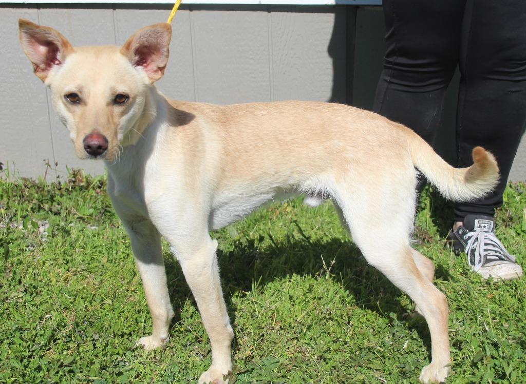 Enlarge Butterscotch, a Adoptable mixed breed in Vacaville, CA image 1/1