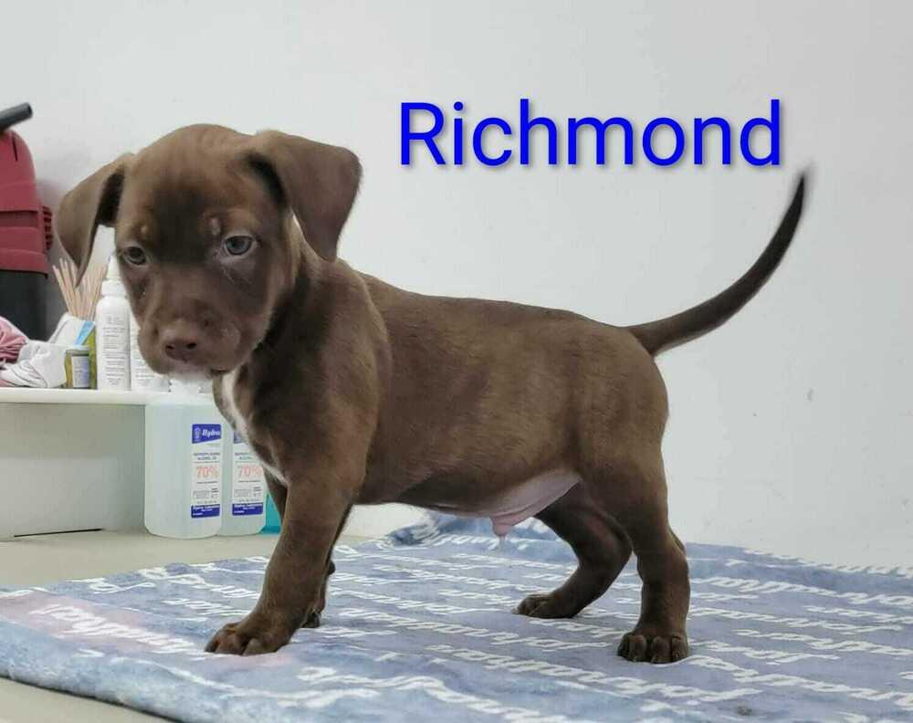 Richmond, Adoptable, Puppy Male Labrador Retriever & Plott Hound.