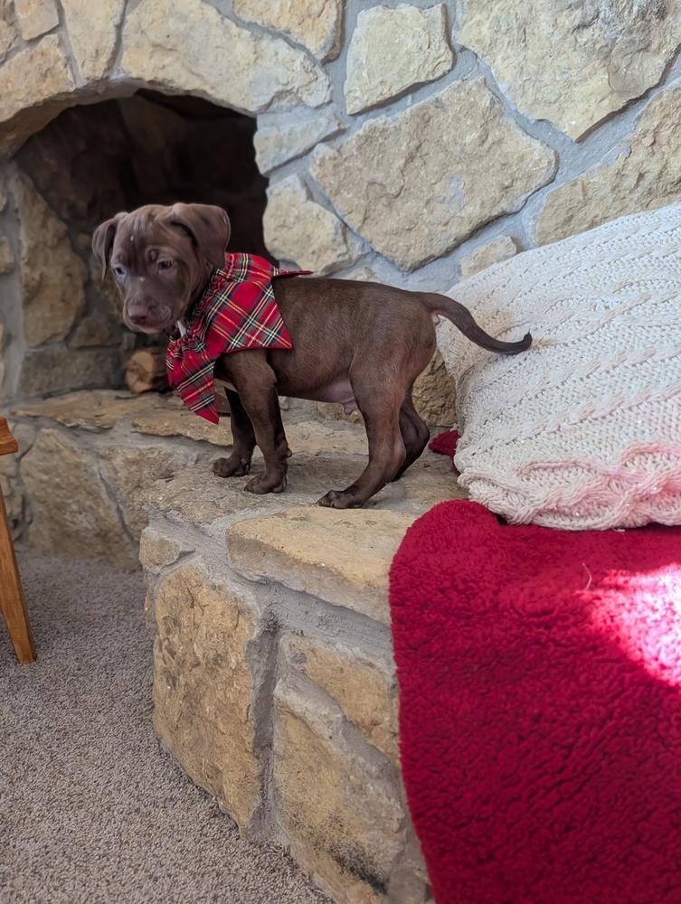 Enlarge Richmond, a Adoptable mixed breed in Waunakee, WI image 2/4