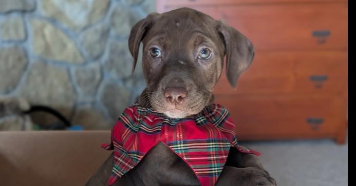 Enlarge Richmond, a Adoptable mixed breed in Waunakee, WI image 3/4