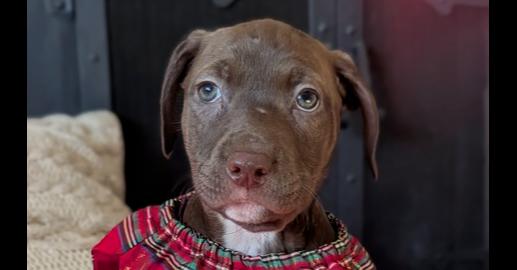 Enlarge Richmond, a Adoptable mixed breed in Waunakee, WI image 4/4