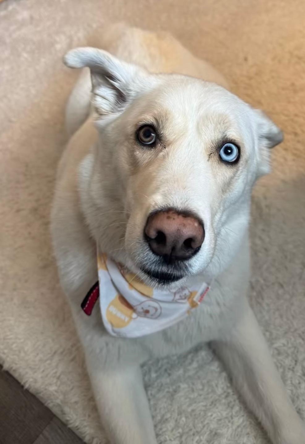 Thor, a Adopted mixed breed in Goodyear, AZ image 1/6
