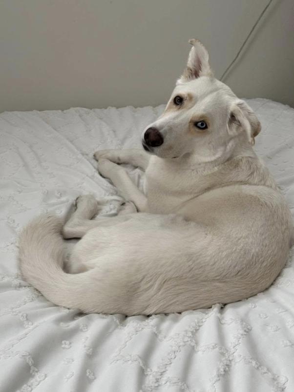 Thor, a Adopted mixed breed in Goodyear, AZ image 2/6