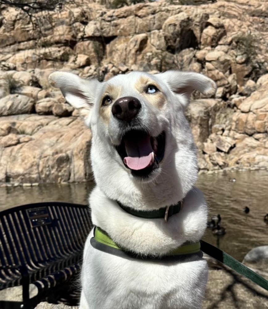 Thor, a Adopted mixed breed in Goodyear, AZ image 3/6