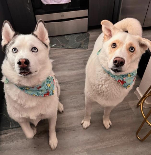 Thor, a Adopted mixed breed in Goodyear, AZ image 4/6