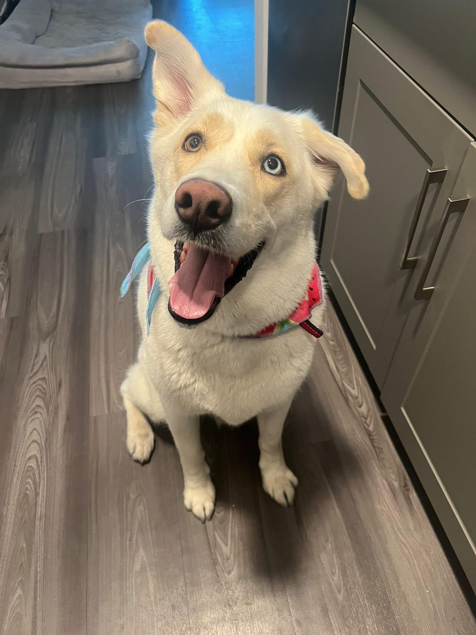 Thor, a Adopted mixed breed in Goodyear, AZ image 5/6