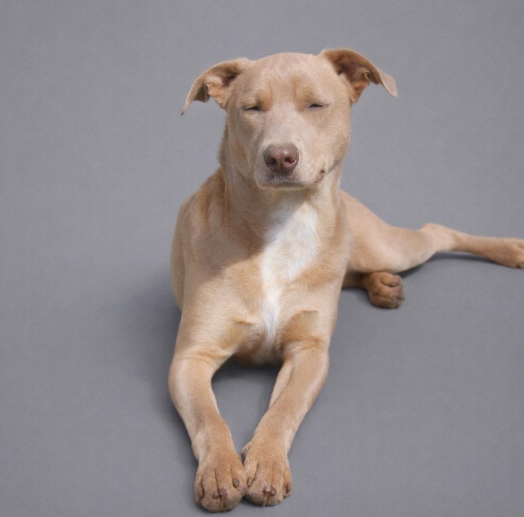Theodore 26, Adoptable, Young Male Weimaraner.