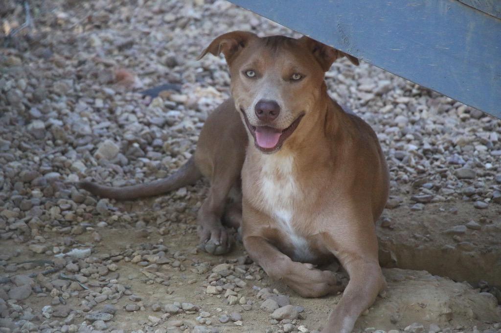 Theodore 26, a Adoptable mixed breed in Brookhaven, MS image 1/4