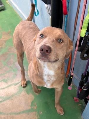 Theodore 26, a Adoptable mixed breed in Brookhaven, MS image 2/4