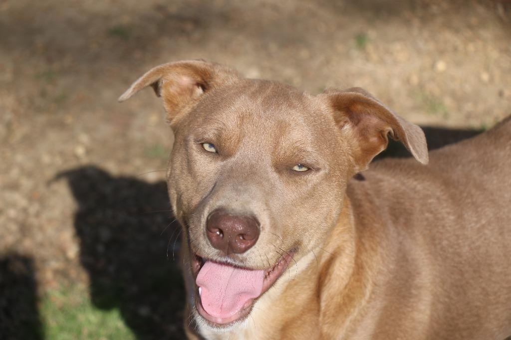 Theodore 26, Adoptable, Young Male Weimaraner.