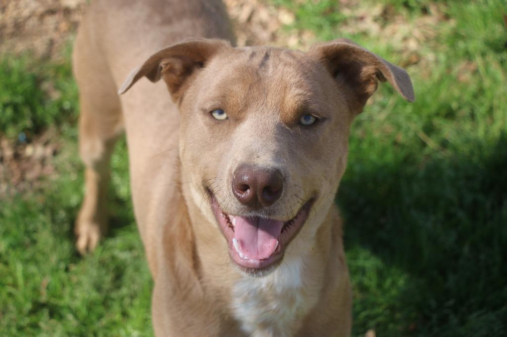 Theodore 26, a Adoptable mixed breed in Brookhaven, MS image 4/4