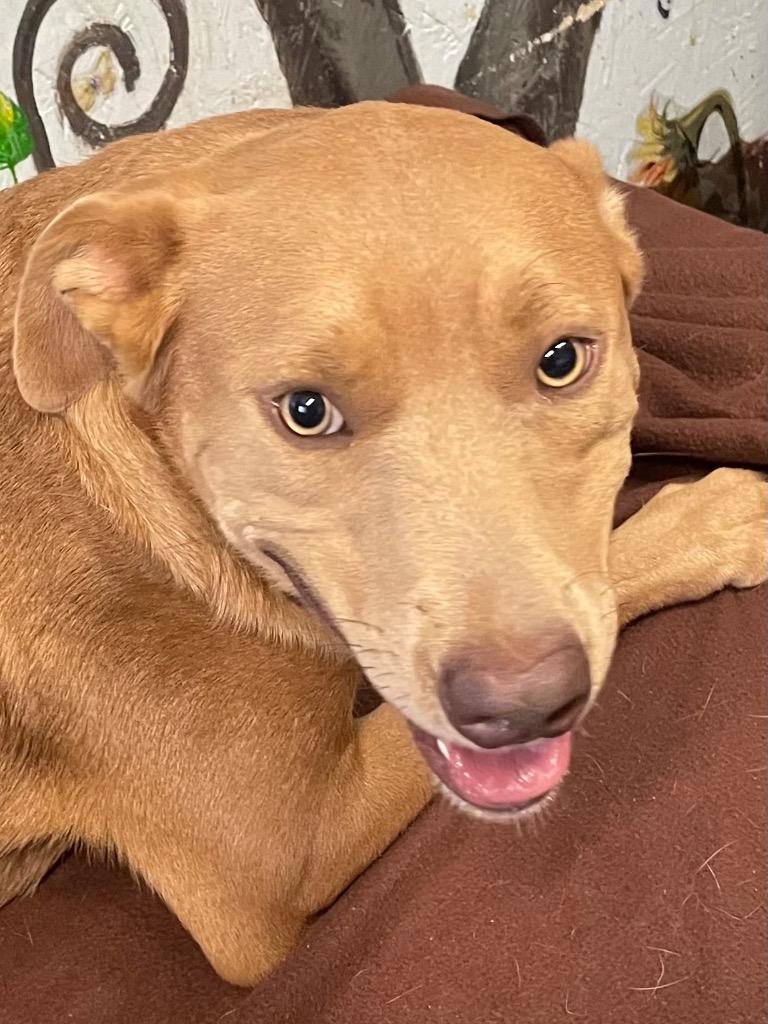 Theodore 26, a Adoptable mixed breed in Brookhaven, MS image 4/4